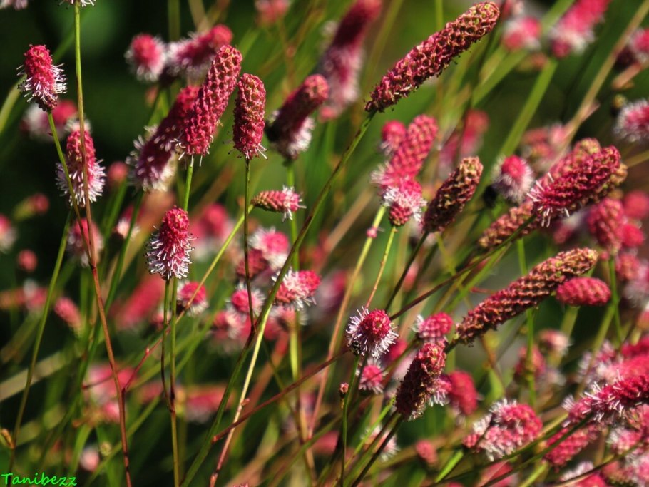 Кровохлебка Tanna