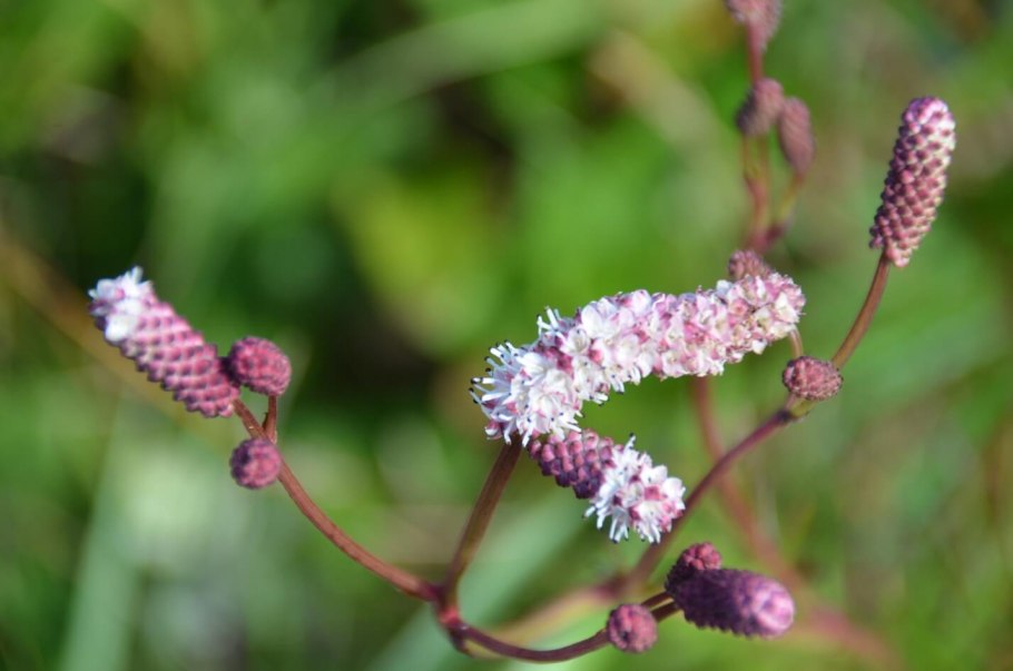 Кровохлебка ситхинская