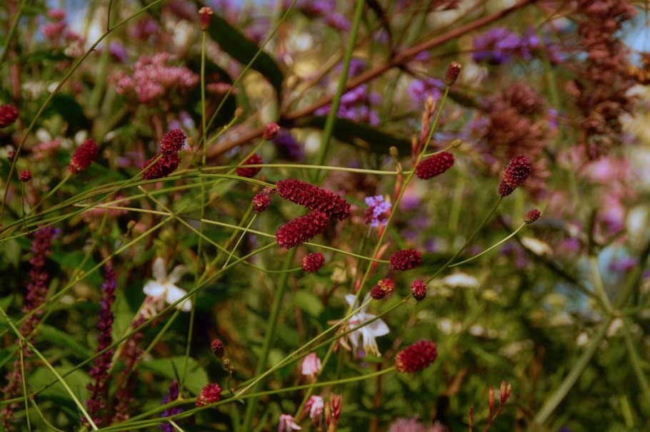 Кровохлебка лекарственная танна