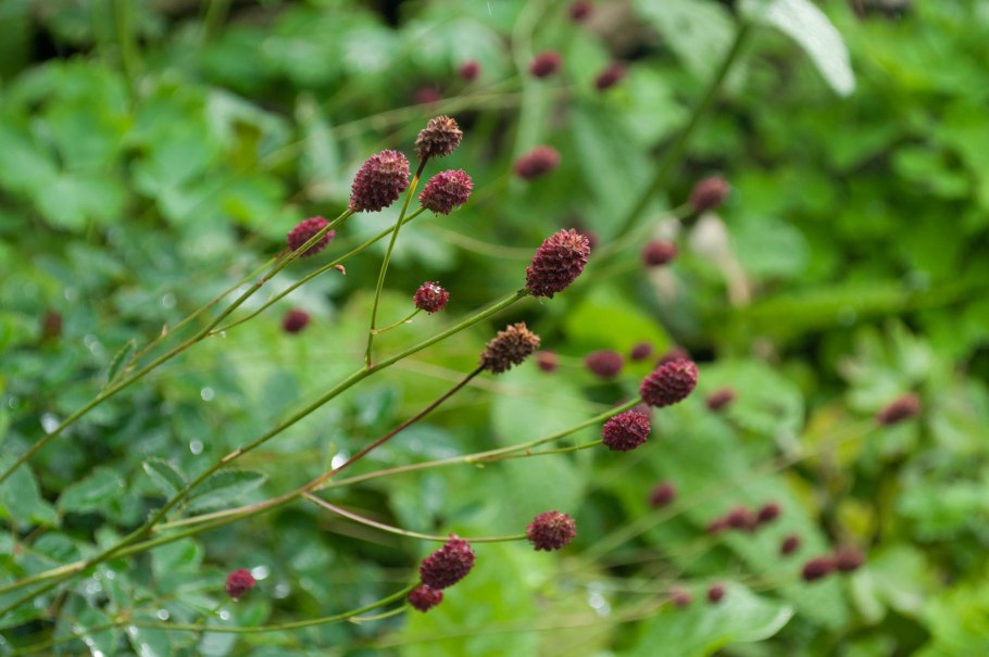 Кровохлебка лекарственная tanna