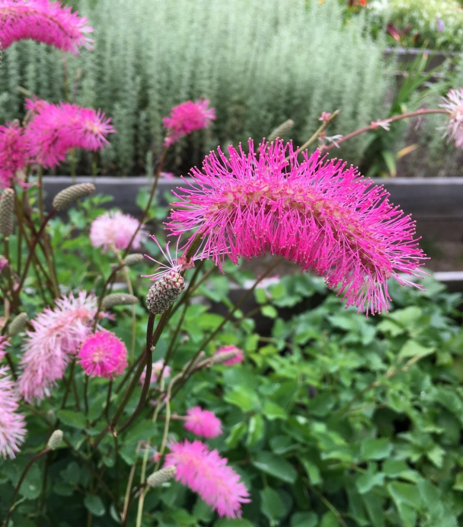 Кровохлебка Tanna