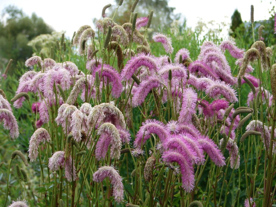 Кровохлебка pink brushes