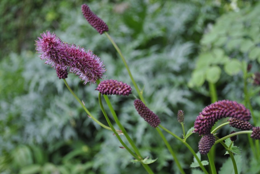 Кровохлебка Tanna