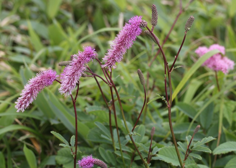 Sanguisorba hakusanensis