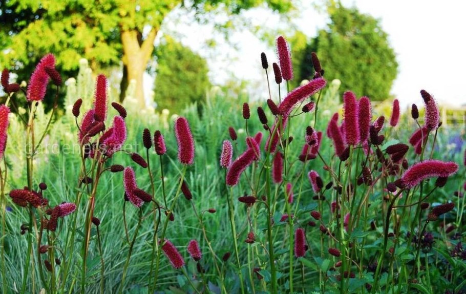 Кровохлебка sanguisorba