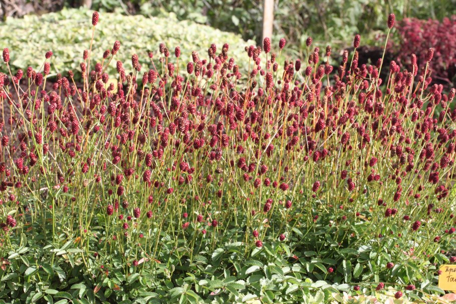 Кровохлебка officinalis ’tanna’