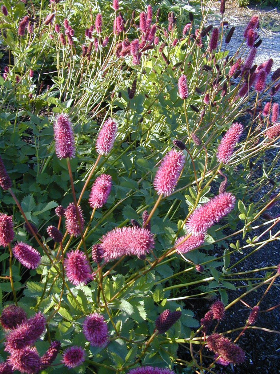 Кровохлебка тонколистная альба