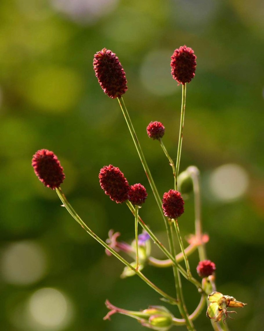 Кровохлебка растение