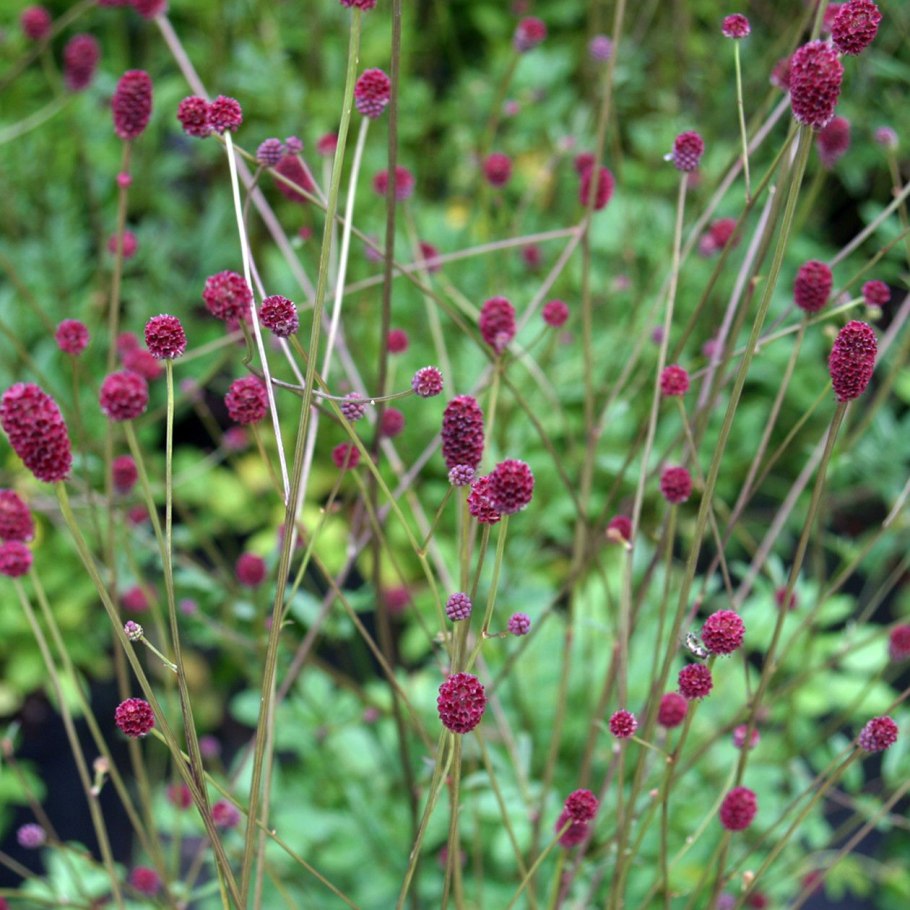 Кровохлебка red thunder