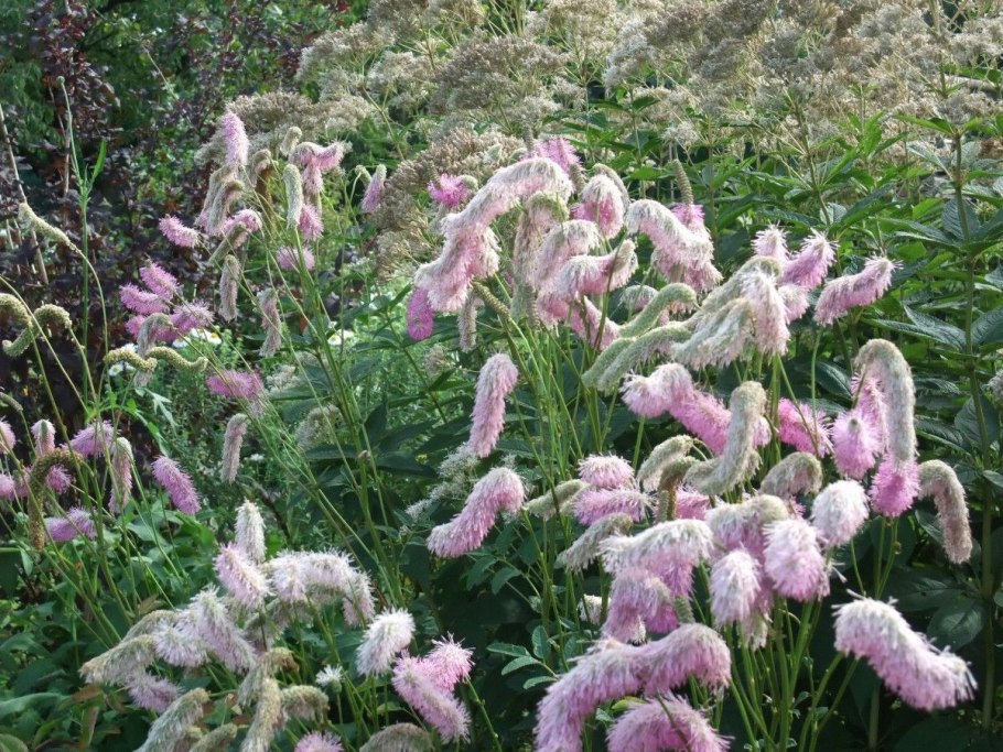 Кровохлебка Pink Brushes