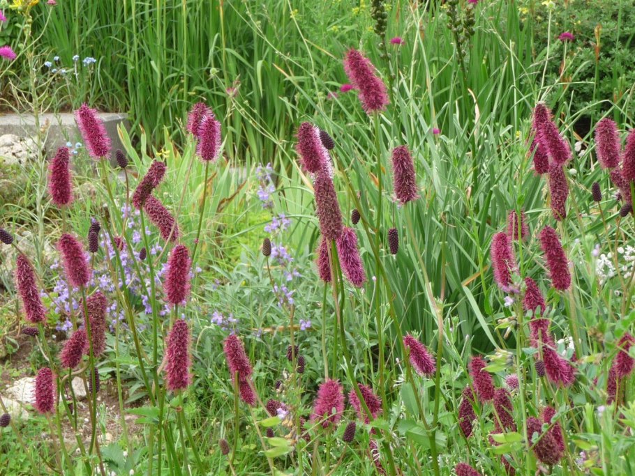 Кровохлебка Blackthorn