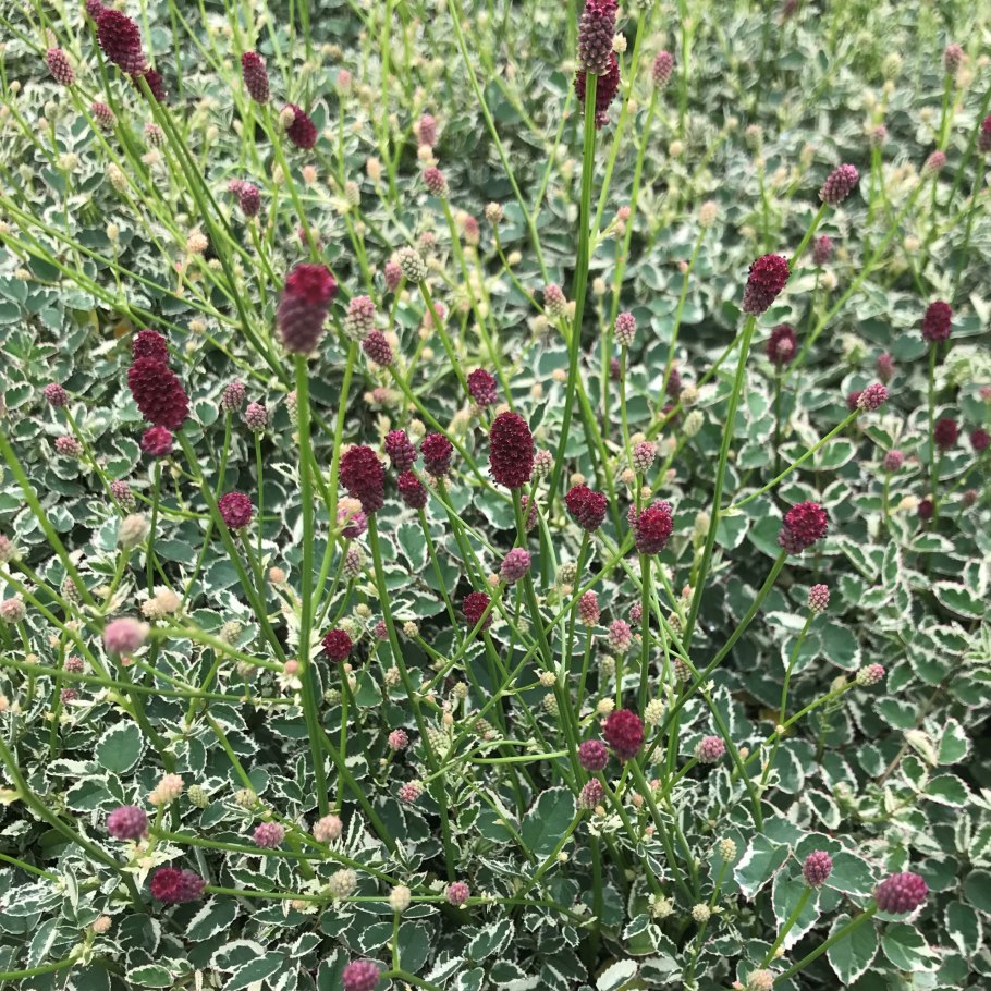 Кровохлебка малая (sanguisorba minor)