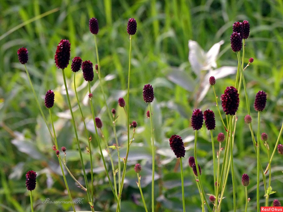 Кровохлебка Pink Tanna