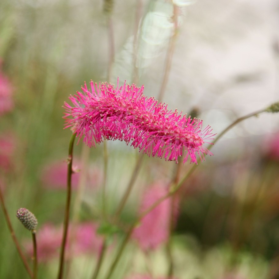 Кровохлебка Пинк Танна