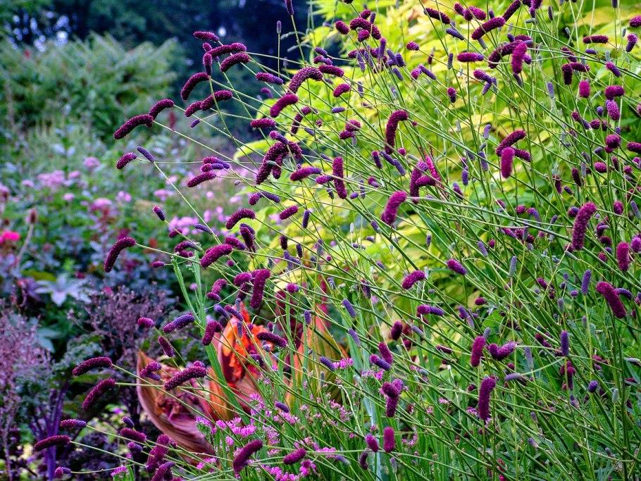 Кровохлебка pink tanna