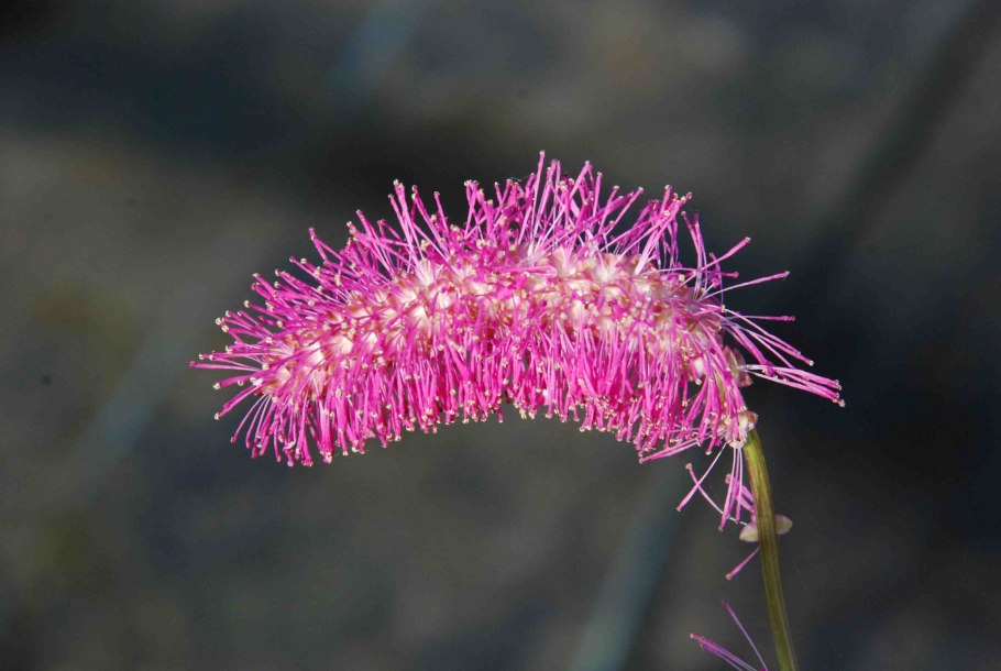 Кровохлебка obtusa