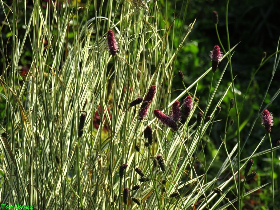 Кровохлебка канадская "Blackthorn" (Sanguisorba canadensis)