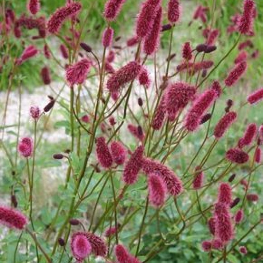 Кровохлебка мензиса