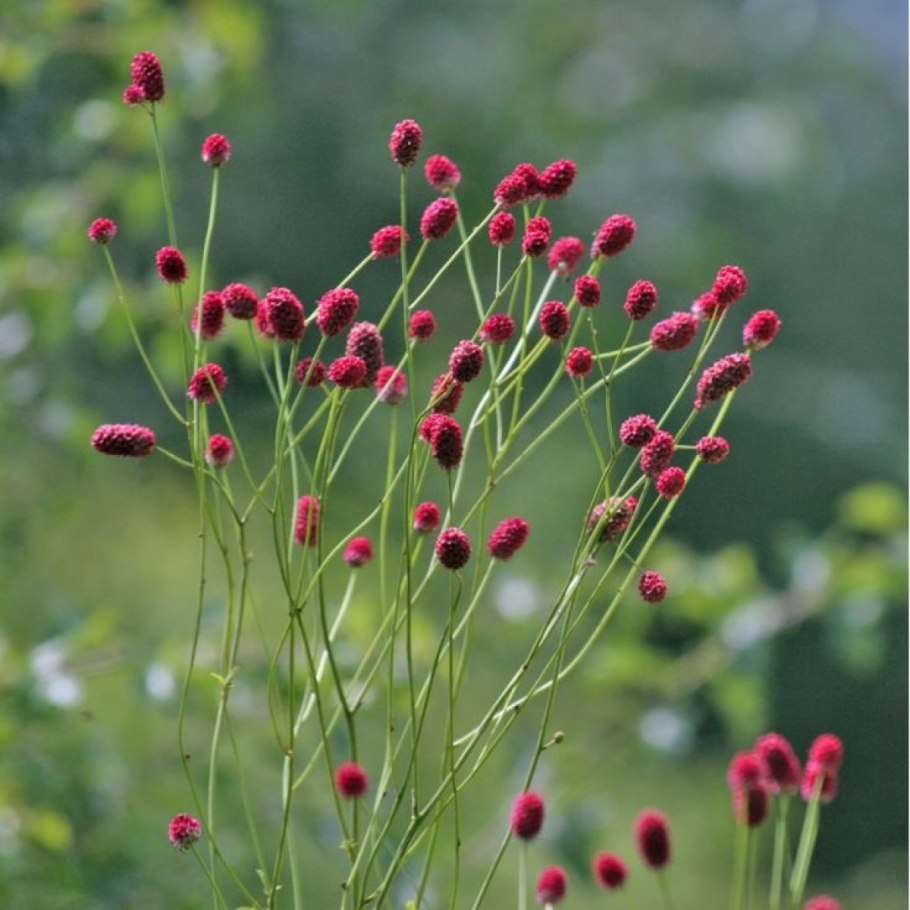 Sanguisorba Minor