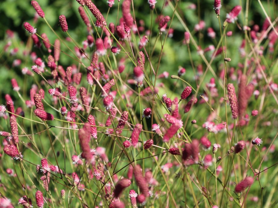 Кровохлебка лекарственная pink tanna