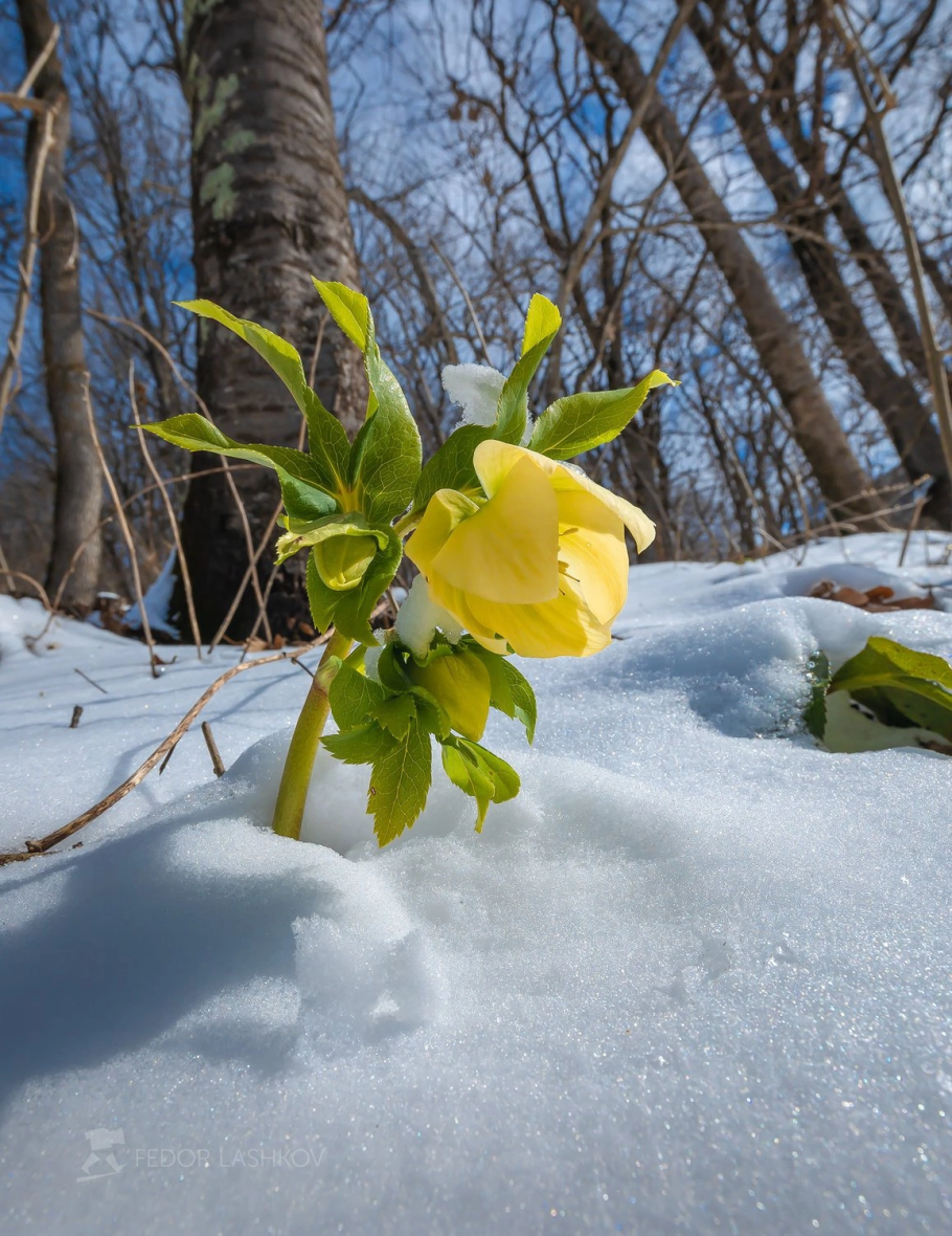 Морозник кавказский (Helleborus caucasicus)