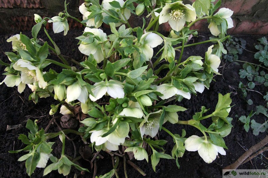 Зимовник кавказски1