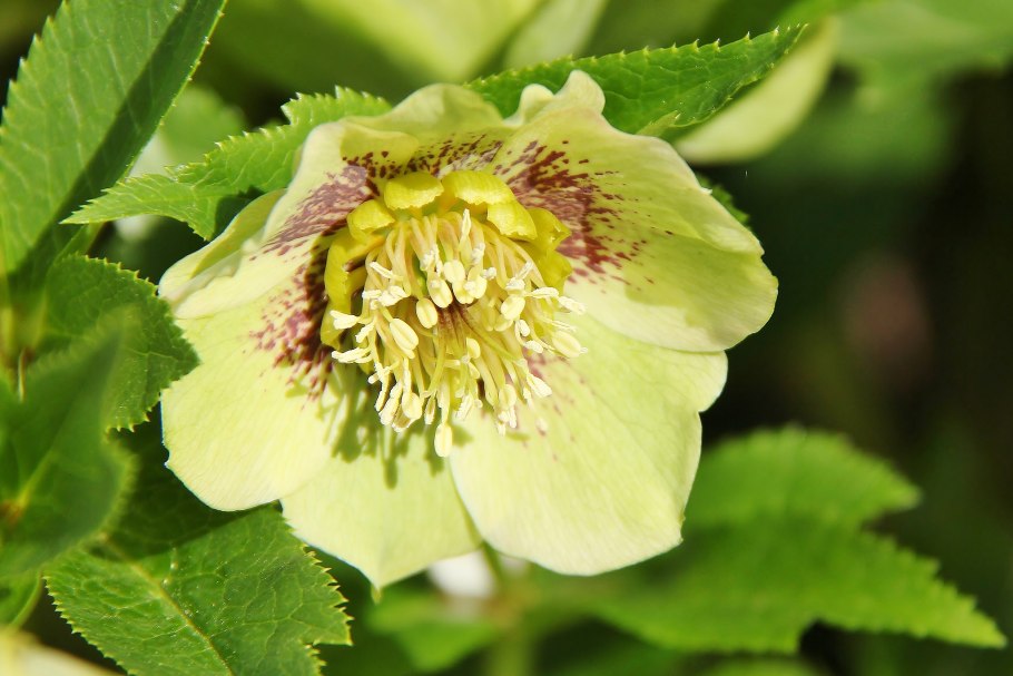 Геллеборус цветок