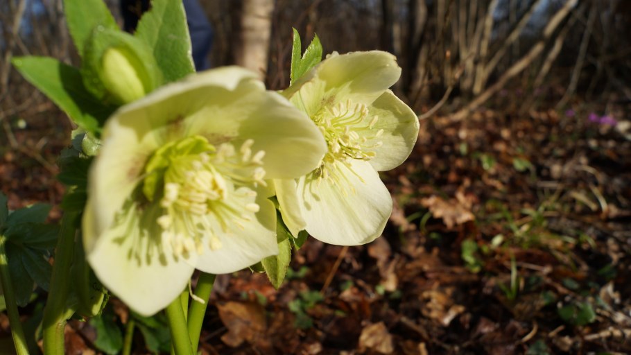 Helleborus caucasicus