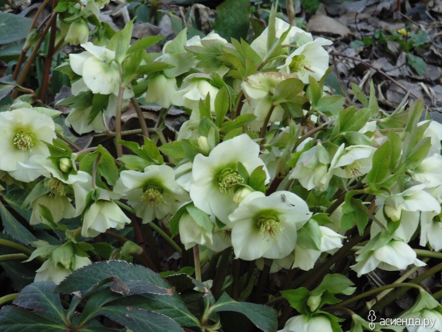 Морозник кавказский (Helleborus caucasicus)