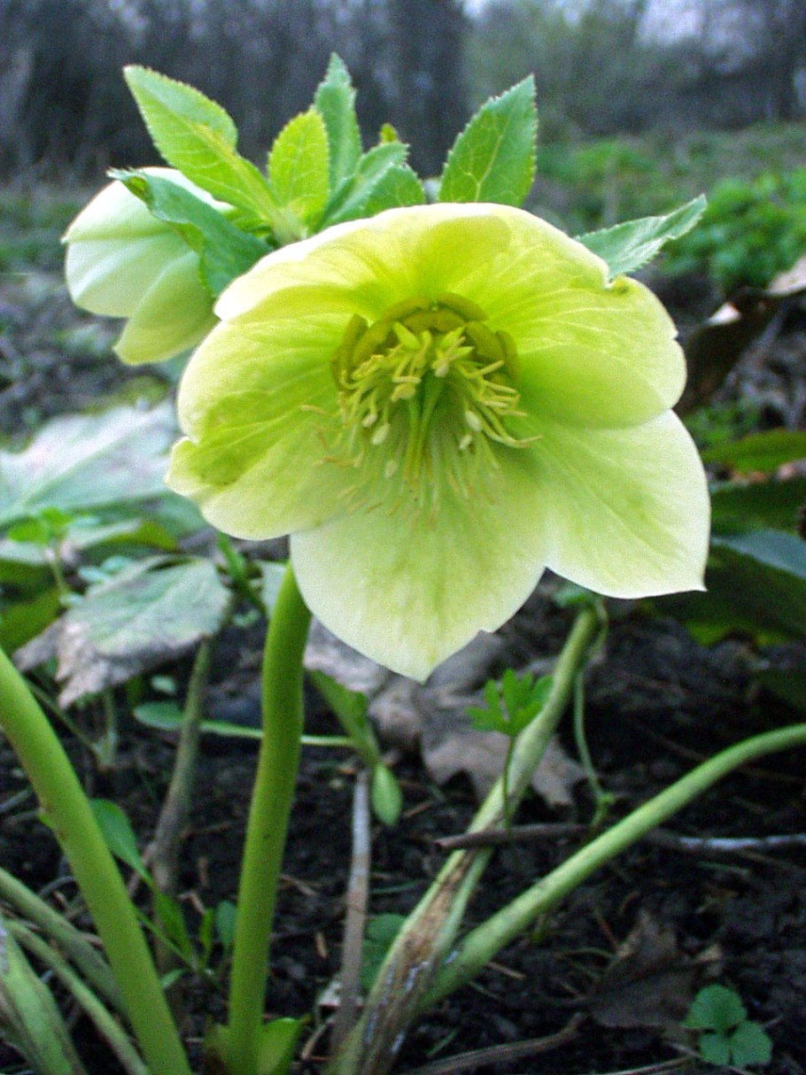 Helleborus caucasicus