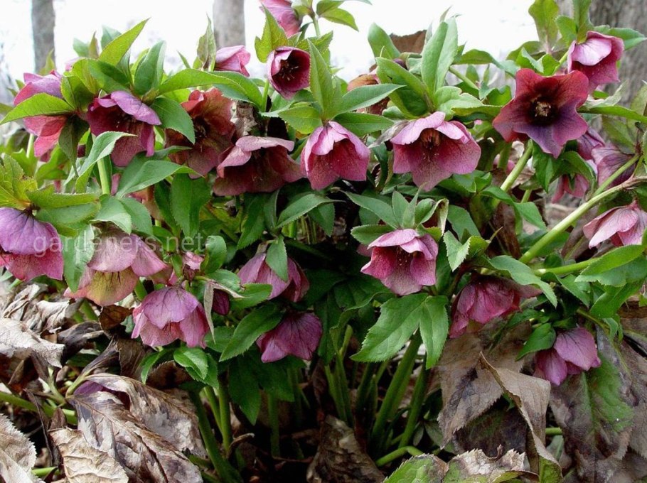 Морозник Helleborus