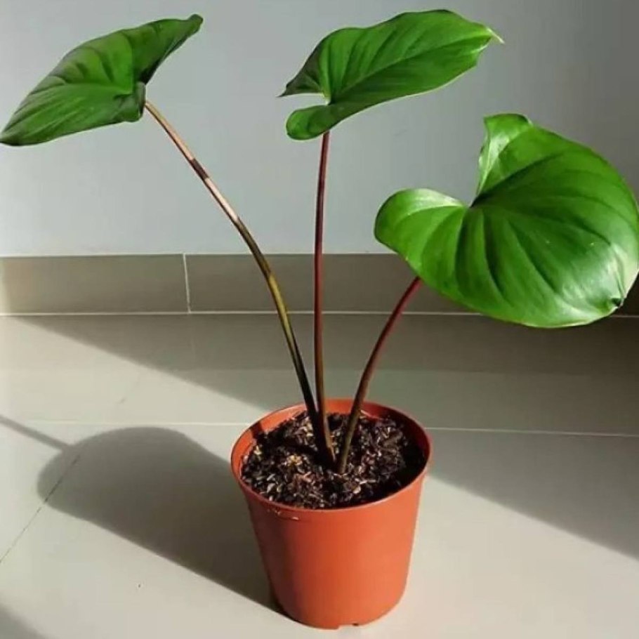 Хомаломена рубесценс Мэгги