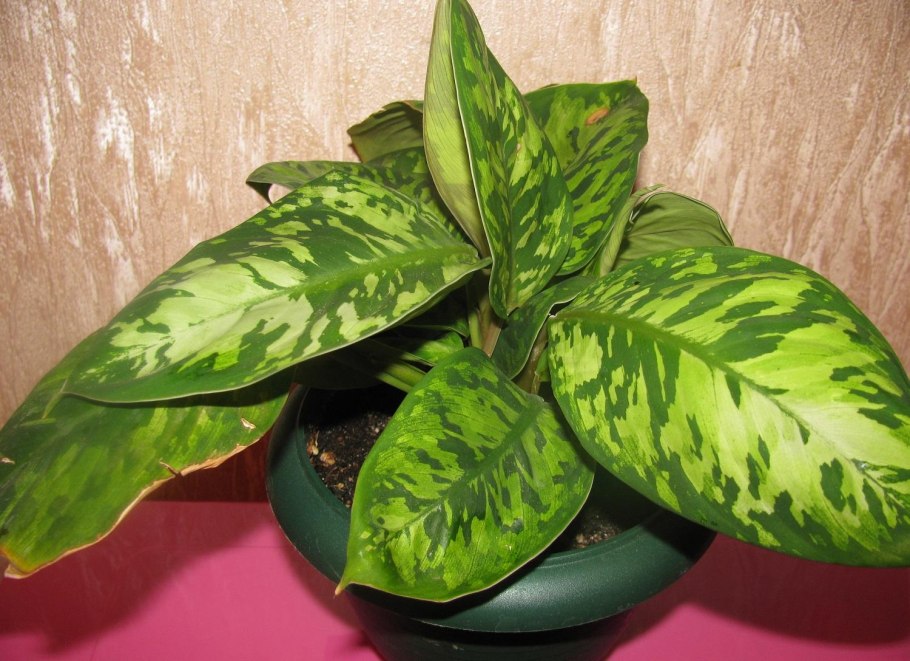 Хомаломена Уоллеса