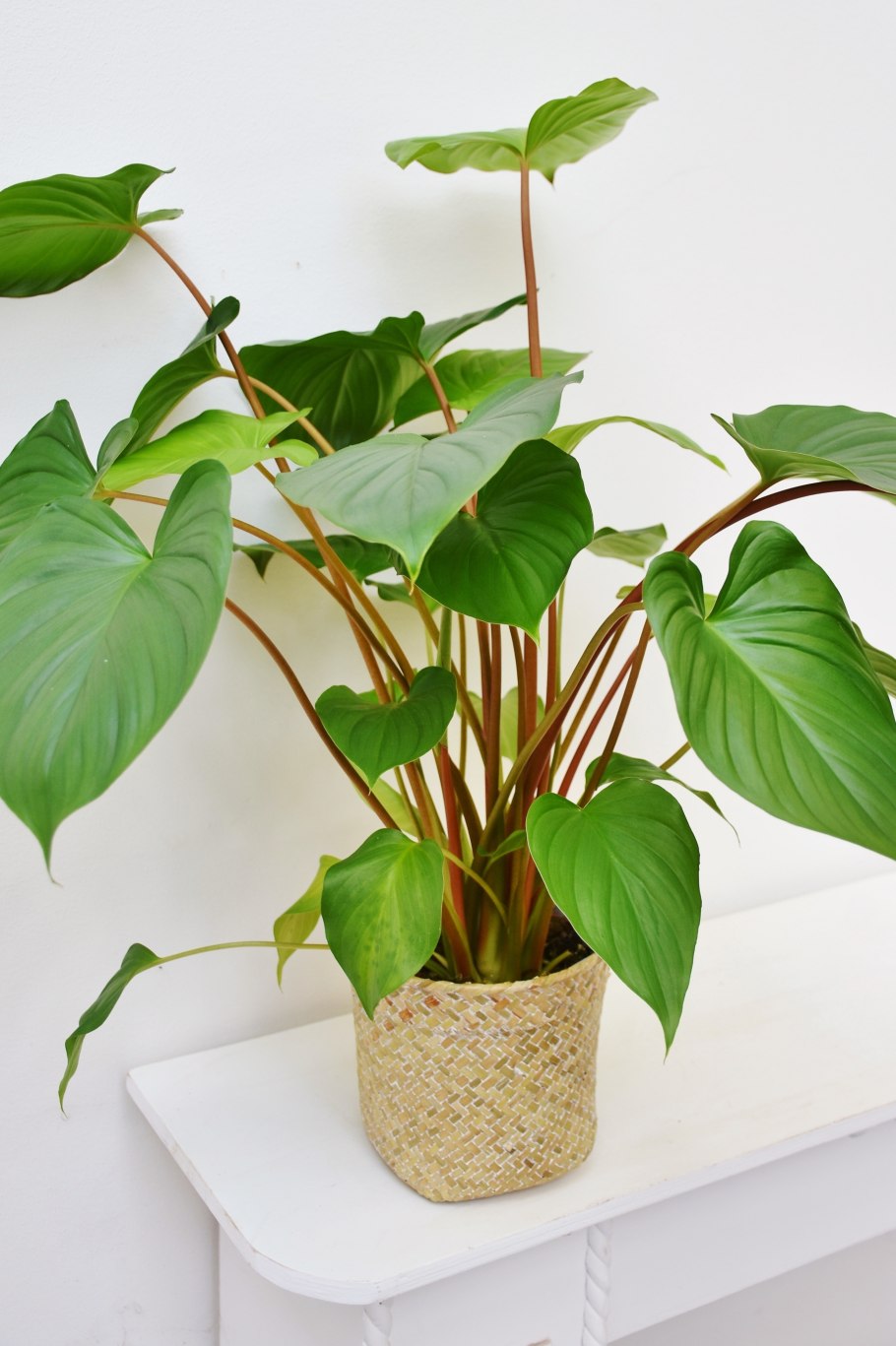 Хомаломена рубесценс Мэгги