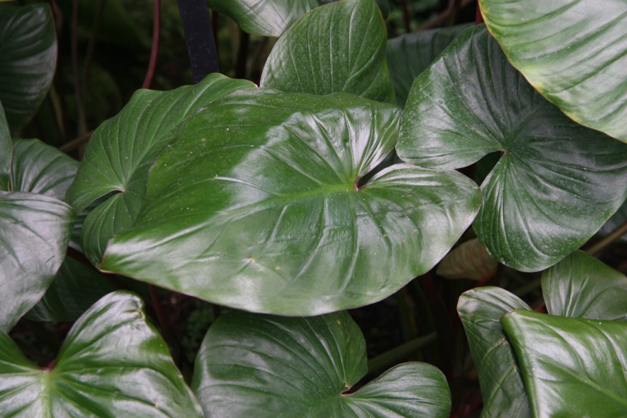 Хомаломена Мэгги