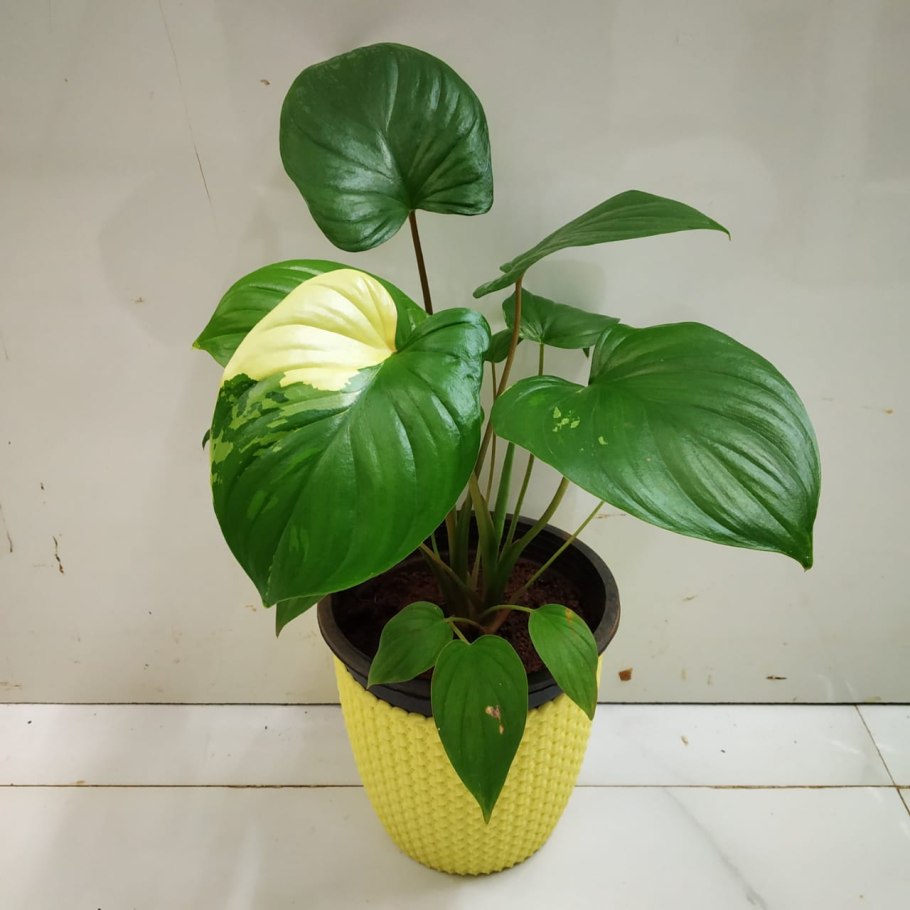 Homalomena Emerald Gem