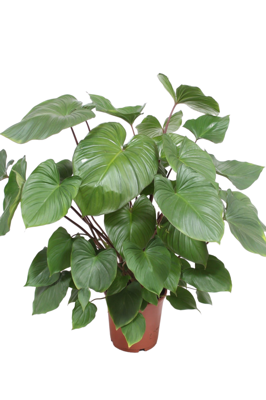 Хомаломена Мэгги