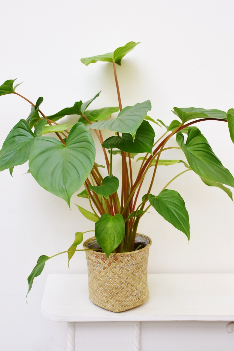 Хомаломена rubescens 'maggy'