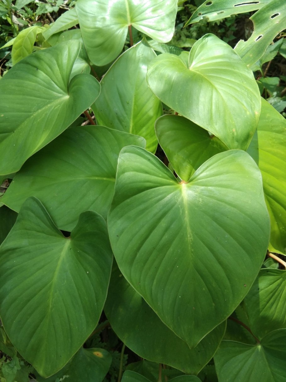 Хомаломена камуфляж