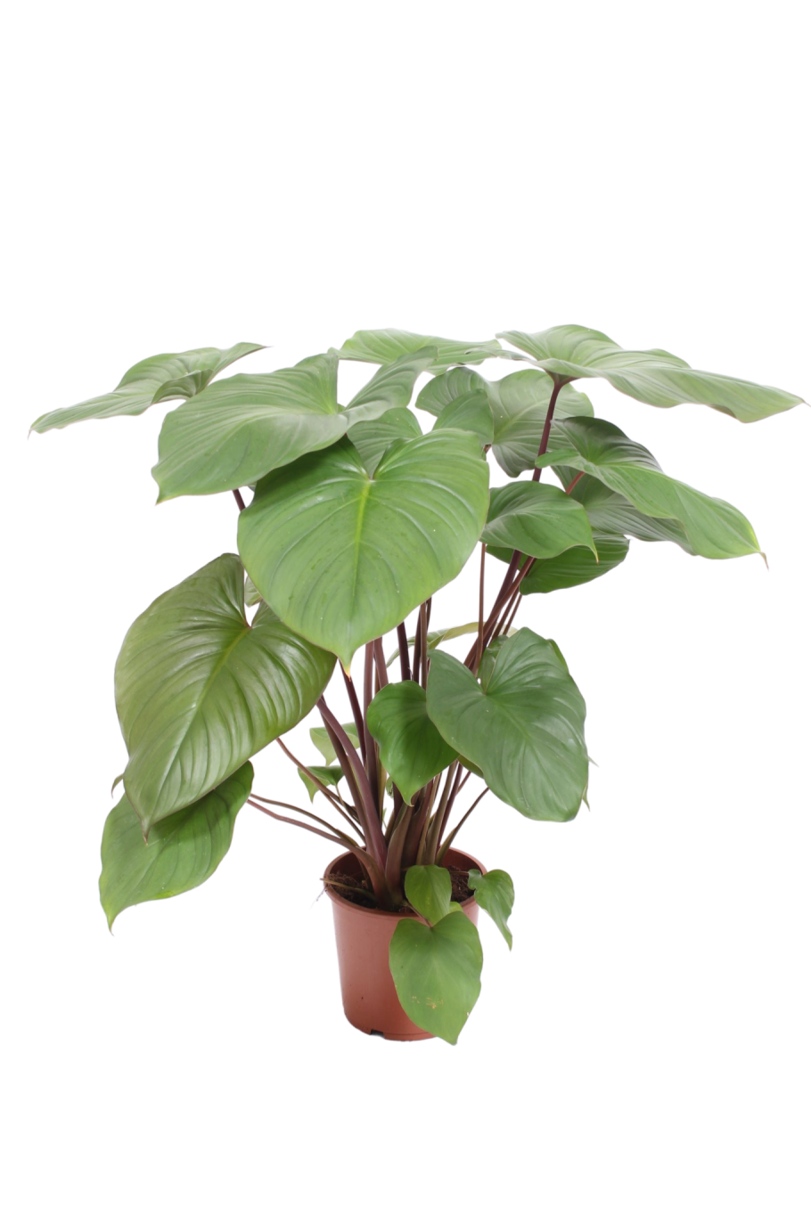 Хомаломена рубесценс