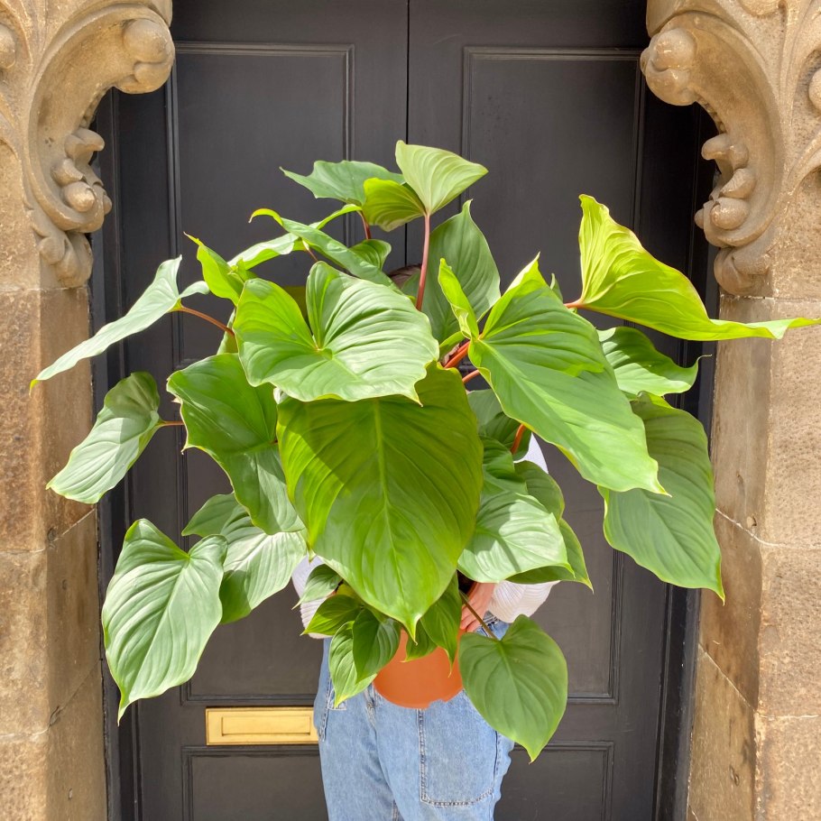 Homalomena обои вертикальные