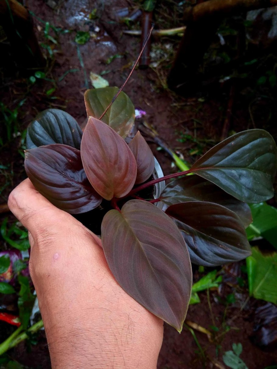 Хомаломена красный вельвет