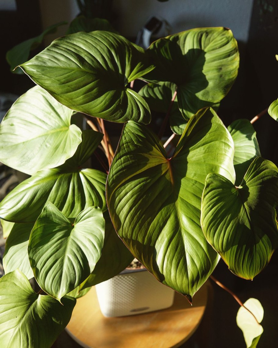 Хомаломена Мэгги