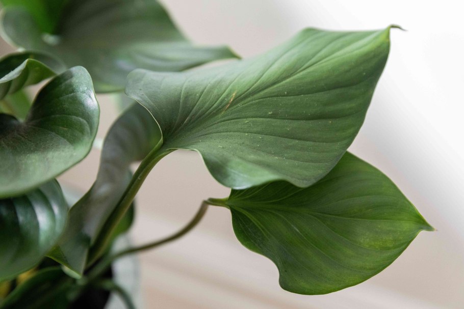 Хомаломена рубесценс