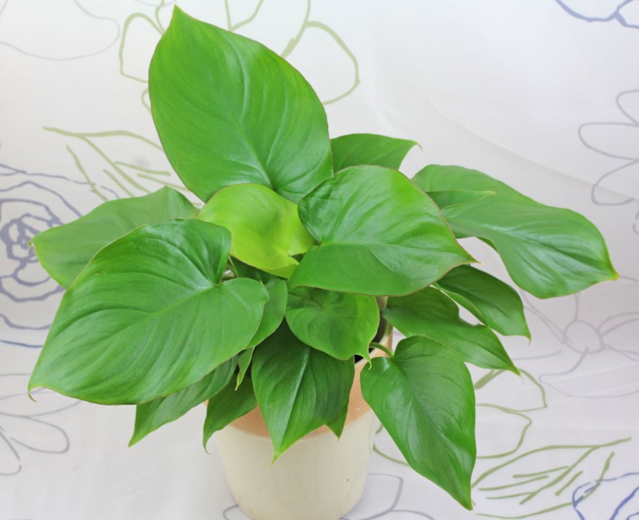 Хомаломена красноватая