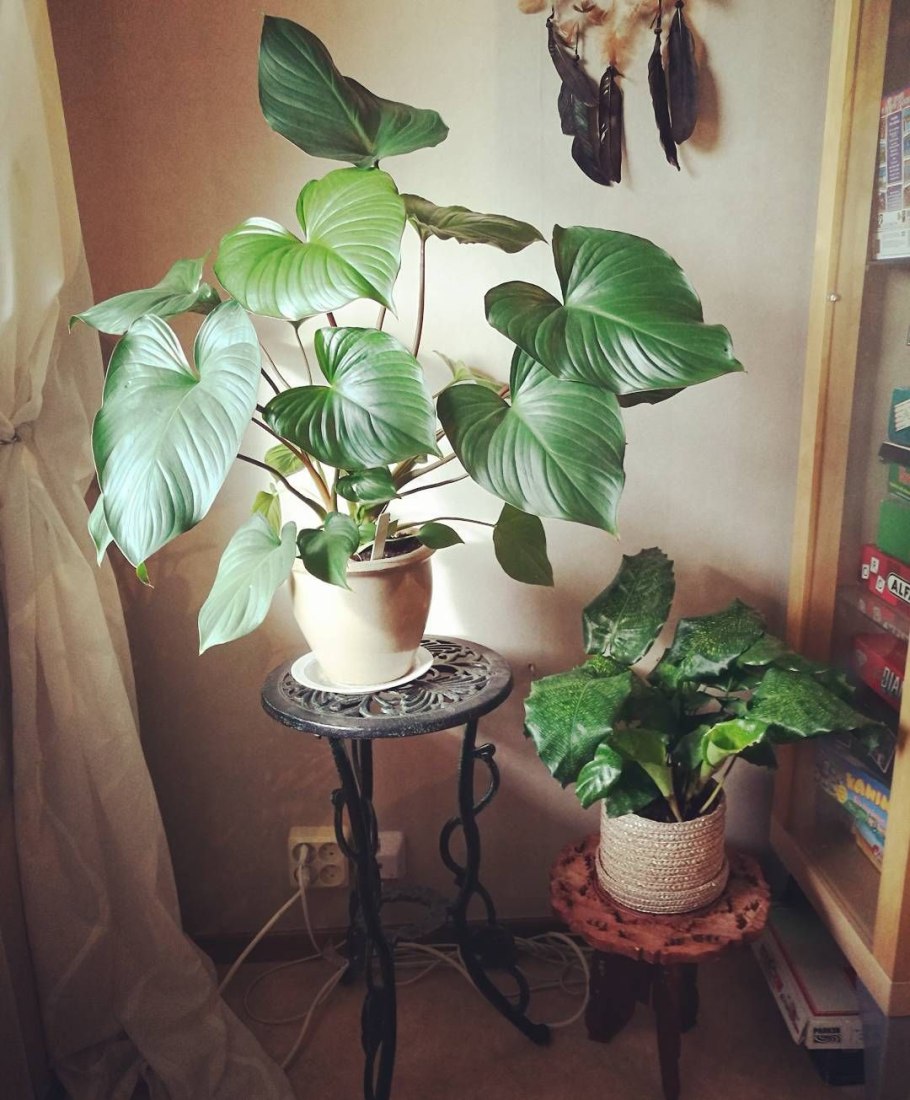 Хомаломена insignis