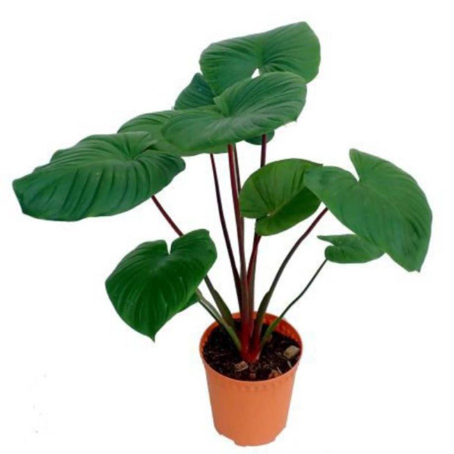 Homalomena rubescens