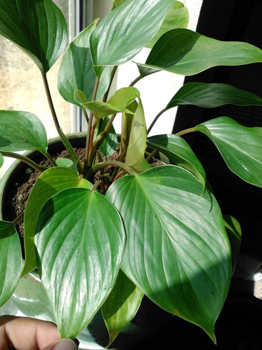 Как от ольхи оторвать отросток