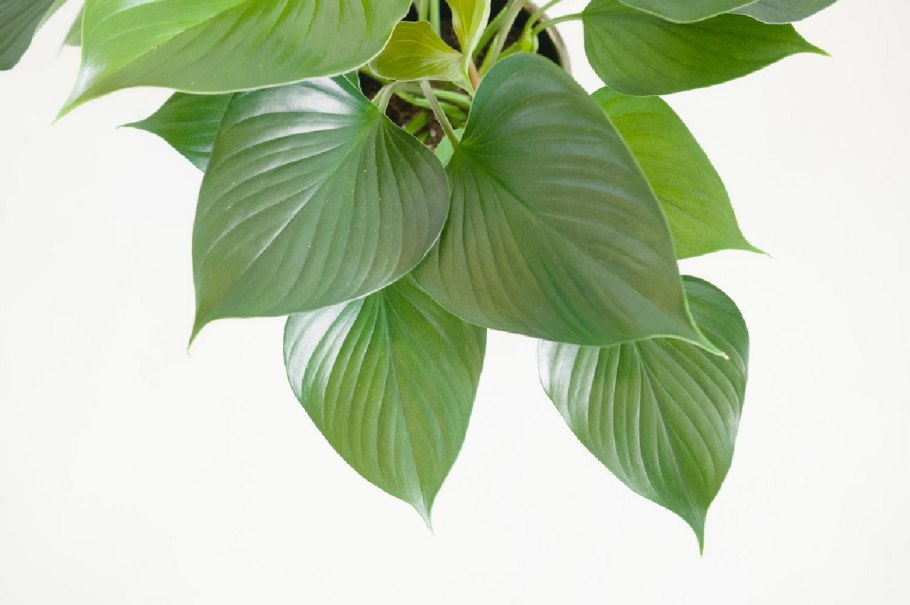 Adelonema pallidinervium