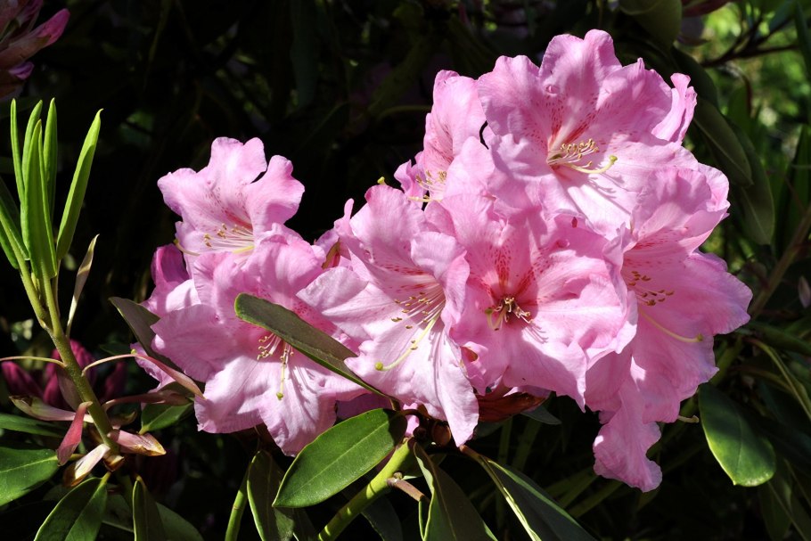 Азалия остроконечный Rhododendron